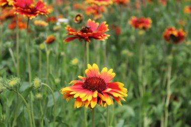 Gaillardia aristata kırmızı sarı çiçek çiçeklenme,