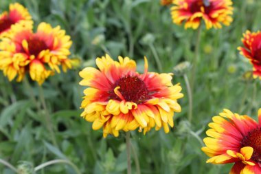 Gaillardia aristata kırmızı sarı çiçek çiçeklenme,