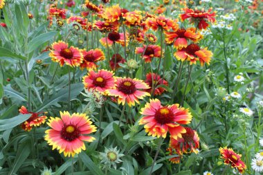 Gaillardia aristata kırmızı sarı çiçek çiçeklenme,