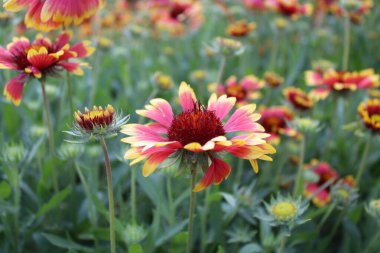 Bahçedeki kırmızı çiçekler