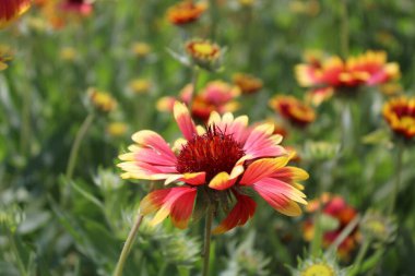 Bahçedeki kırmızı çiçekler