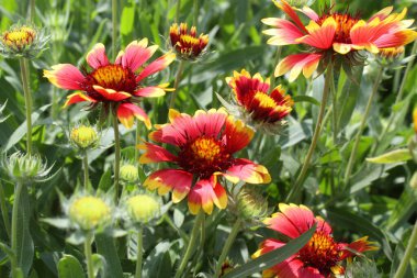 Bahçedeki güzel çiçekler