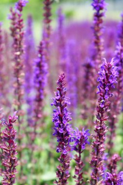 yeşil bulanık çimen üzerinde mor lavanta çiçekleri
