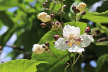Ağaçta çiçek açan güzel çiçekler, yakın.