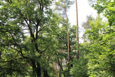 Parktaki güzel bir ormanın yaz manzarası