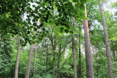 Ormanda yeşil yapraklar, bitki örtüsü doğası.