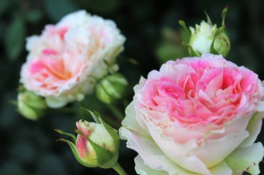 Bahçedeki güzel pembe güller