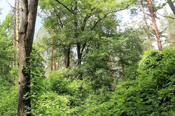 Ormandaki ağaçlar, parktaki güzel bir ormanın yaz manzarası.