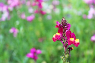 Çiçekli bir yaz çayırı. Renkli çiçeklerin ve bitkilerin doğal arkaplanı
