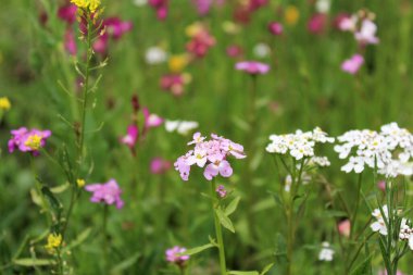 Çiçekli bir yaz çayırı. Renkli çiçeklerin ve bitkilerin doğal arkaplanı