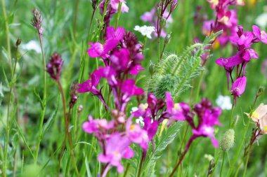 Çiçekli bir yaz çayırı. Renkli çiçeklerin ve bitkilerin doğal arkaplanı