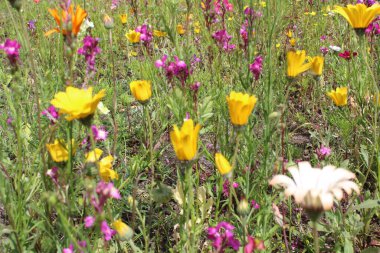 Bulanık yeşil arka planda rengarenk yaz çiçekleri, kır çiçeklerinin çayırları