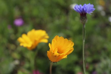 Bulanık yeşil arka planda rengarenk yaz çiçekleri, kır çiçeklerinin çayırları