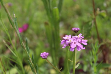 Bulanık yeşil arka planda rengarenk yaz çiçekleri, kır çiçeklerinin çayırları