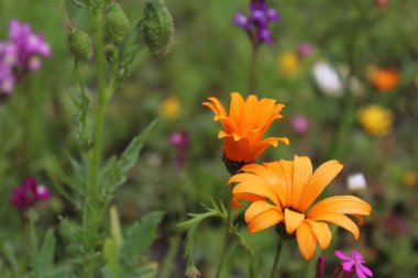 Çayırlarda renkli yaz çiçekleri açar.