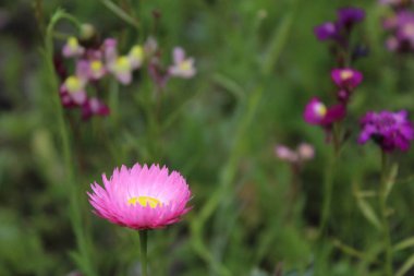 Çayırlarda renkli yaz çiçekleri açar.