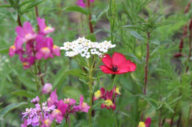 Çiçekli bir yaz çayırı. Renkli çiçeklerin ve bitkilerin doğal arkaplanı