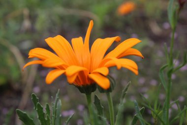 Bahçedeki güzel sarı çiçek