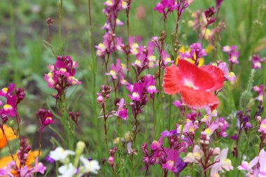 Çiçekli bir yaz çayırı. Renkli çiçeklerin ve bitkilerin doğal arkaplanı