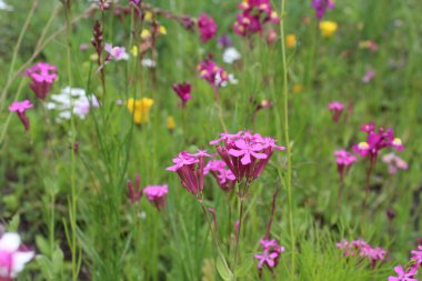 Çiçekli bir yaz çayırı. Renkli çiçeklerin ve bitkilerin doğal arkaplanı
