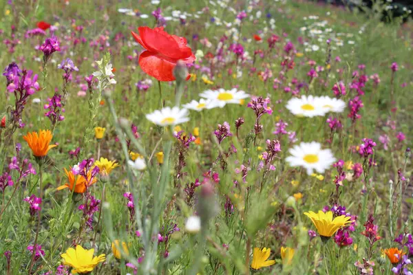 Bulanık yeşil arka planda rengarenk yaz çiçekleri, kır çiçeklerinin çayırları