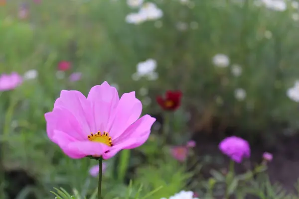 Çiçekli bir yaz çayırı. Renkli çiçeklerin ve bitkilerin doğal arkaplanı