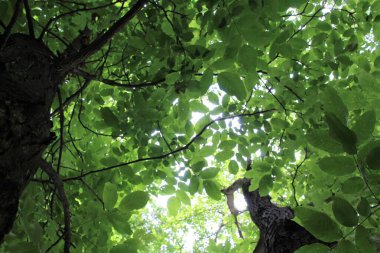 yeşil ceviz ağacı, yeşil yapraklı ağaç dalları