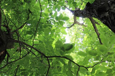 yeşil ceviz ağacı, yeşil yapraklı ağaç dalları