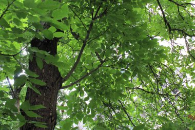yeşil ceviz ağacı, yeşil yapraklı ağaç dalları