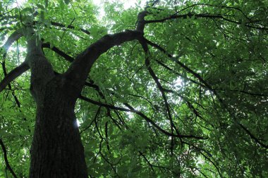 yeşil ceviz ağacı, yeşil yapraklı ağaç dalları