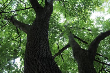 yeşil ceviz ağacı, yeşil yapraklı ağaç dalları