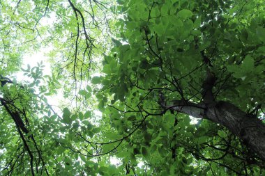 yeşil ceviz ağacı, yeşil yapraklı ağaç dalları