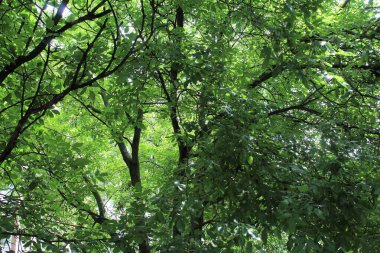 yeşil ceviz ağacı, yeşil yapraklı ağaç dalları
