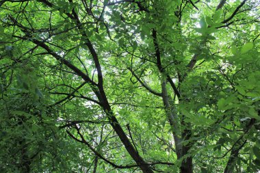 yeşil ceviz ağacı, yeşil yapraklı ağaç dalları