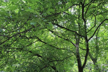 yeşil ceviz ağacı, yeşil yapraklı ağaç dalları