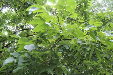 yeşil ceviz ağacı, yeşil yapraklı ağaç dalları