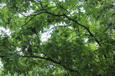 yeşil ceviz ağacı, yeşil yapraklı ağaç dalları