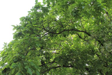 yeşil ceviz ağacı, yeşil yapraklı ağaç dalları