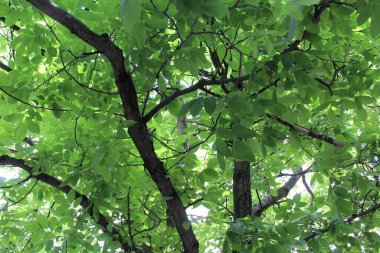 yeşil ceviz ağacı, yeşil yapraklı ağaç dalları