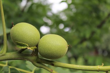 Genç yeşil ceviz meyvesi ağaçta yetişiyor, yeşil taze yapraklar ve ağaç dalında yeşil ceviz.
