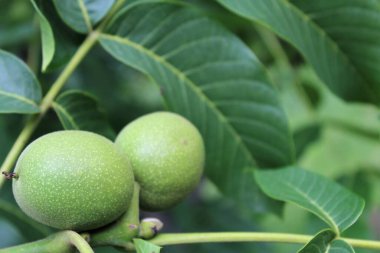Genç yeşil ceviz meyvesi ağaçta yetişiyor, yeşil taze yapraklar ve ağaç dalında yeşil ceviz.