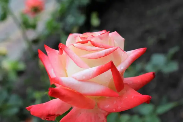 Bahçedeki güzel kırmızı çiçek