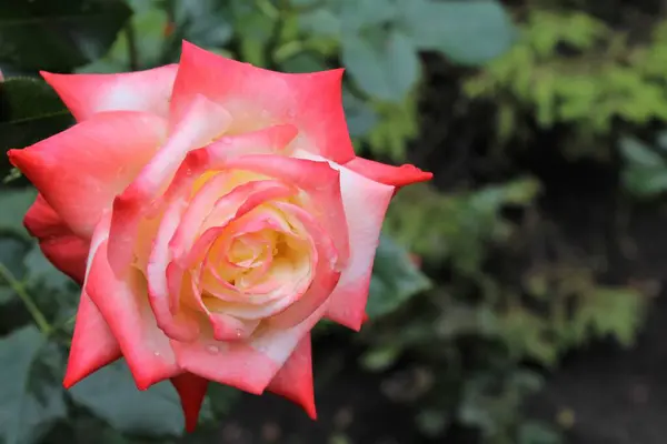 Yeşil yapraklı güzel kırmızı gül