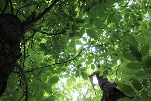 yeşil ceviz ağacı, yeşil yapraklı ağaç dalları