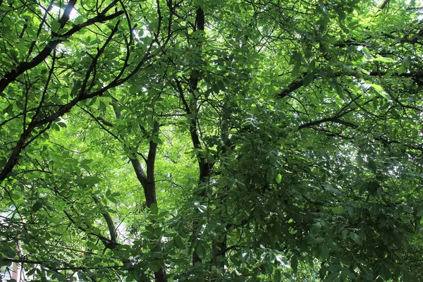 yeşil ceviz ağacı, yeşil yapraklı ağaç dalları