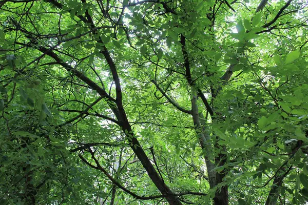 yeşil ceviz ağacı, yeşil yapraklı ağaç dalları