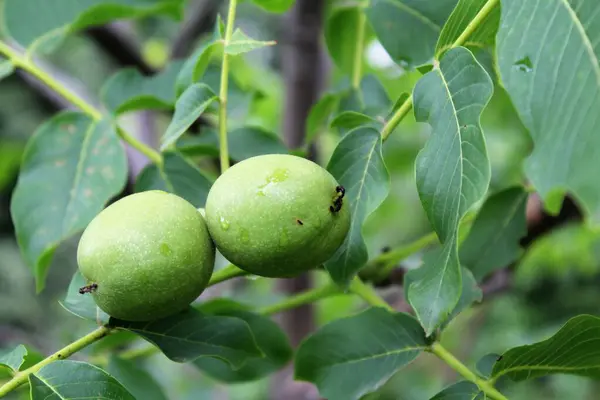 Genç yeşil ceviz meyvesi ağaçta yetişiyor, yeşil taze yapraklar ve ağaç dalında yeşil ceviz.