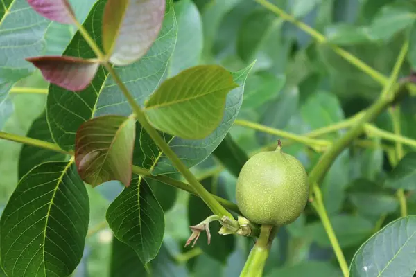 Genç yeşil ceviz meyvesi ağaçta yetişiyor, yeşil taze yapraklar ve ağaç dalında yeşil ceviz.