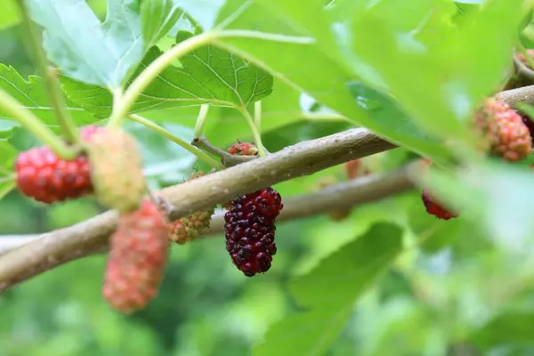 ağaç dalları üzerinde dut üzümü