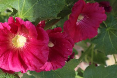 Yeşil yapraklı pembe mallow çiçeği.